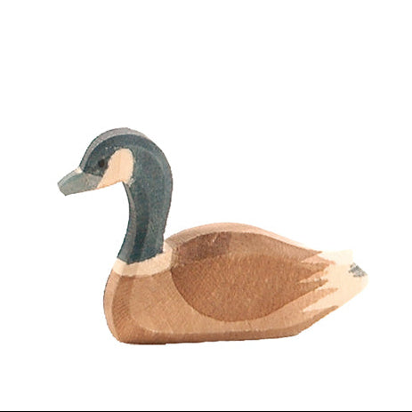 Ostheimer Canada Goose swimming